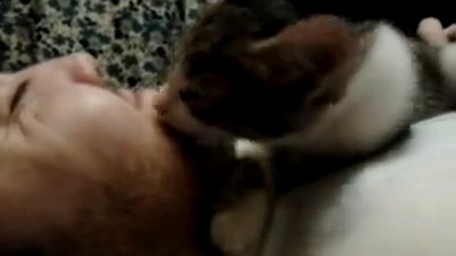прикол кот лижет бороду, funny cat licks his beard, 搞笑的貓舔他的鬍子 смотреть онлайн