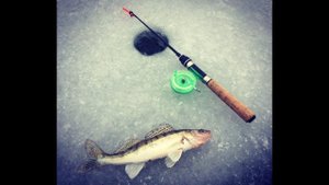 Первый лёд на реке Бердь ловим судака