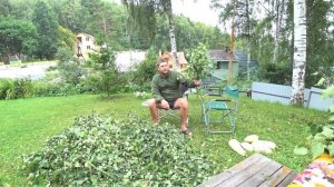 Как правильно заготовить березовый веник для бани