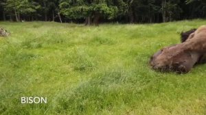 Northwest Trek Wildlife Park Wild Drive Review | Marcie in Mommyland