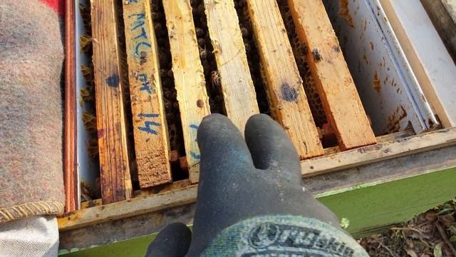 Состояние августовских отводков на 14 октября. С Покровом, братья и сестры! всем хорошей зимовки! смотреть онлайн