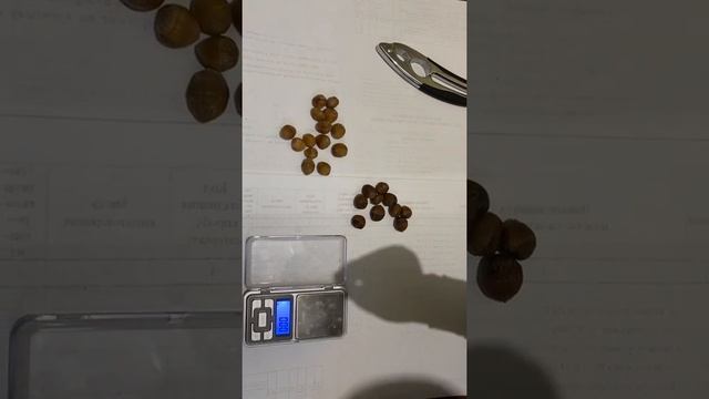 Пророщенный медвежий ОРЕХ для весенней высадки, получит каждый!!! смотреть онлайн