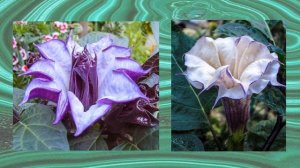 Презентация по сказам Павла Петровича Бажова