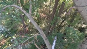 обрезка тополь 2019 Topolia Wroclaw