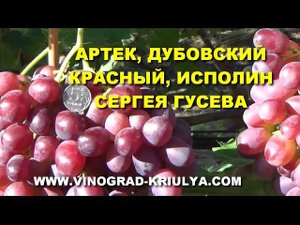 Г. ф. винограда Артек, Дубовский красный и Исполин селекции С. Гусева