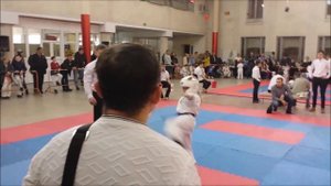 Киокушинкай дети. Открытое первенство каратэ Кекусин-кан. Колодяжная Алиса 7 лет.
