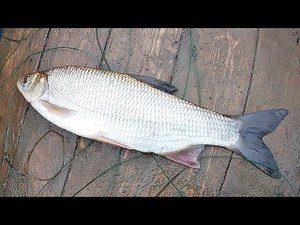 ПЕРВАЯ ПРОВЕРКА ОСЕННИХ ПРОДОЛЬНИКОВ