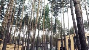 Падающее дерево