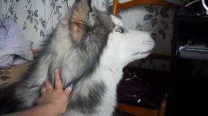 Хаски поёт потрясающую песню - не хуже человека.