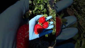 Итальянский сорт клубника #Алба - среднеранняя вкуснятина Ферма "Омская Ягода"