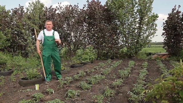 Как вырастить вкусные томаты. Рекомендации. смотреть онлайн