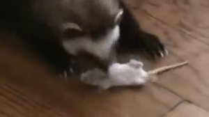 Хорек охотиться на мышь