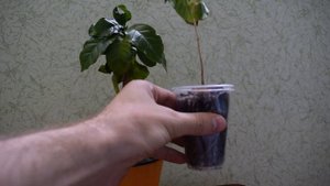 Уход за сеянцами кофе.  Полив кофе