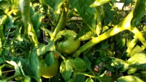 Томат Дина. Желтый и урожайный!