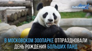Панды уничтожили праздничные декорации в Московском зоопарке