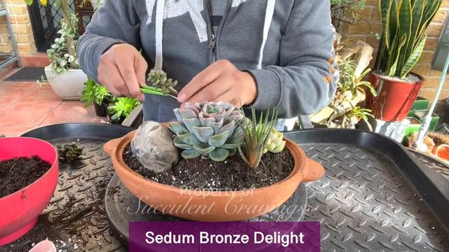 Succulent Arrangement with Echeveria Orpet смотреть онлайн