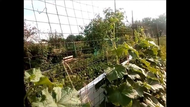 Обрезаем огурцы на вертикальной грядке смотреть онлайн