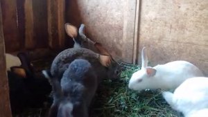 мой старый видео про кроликов красивые кролики