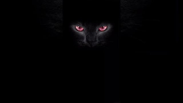 #THE AMAZING CAT LIVE WALLPAPER#