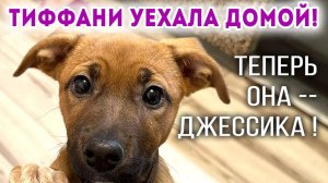 Тиффани уехала домой, друзья❗  И стала - Джессикой❗  В большой дружной семье, 2-й собакой