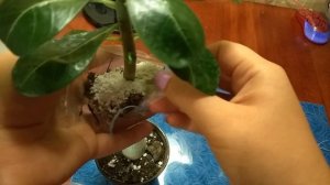 Адениум: размножение воздушной отводкой