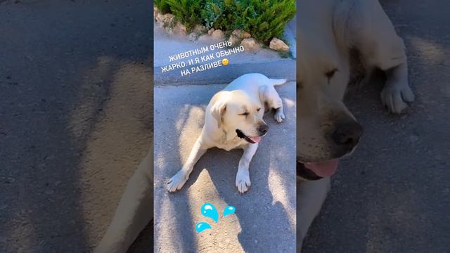 Жара🥵 #собакадругчеловека #животные #жара #лето #крым #собака #природа #люди #доброта #мирумир смотреть онлайн