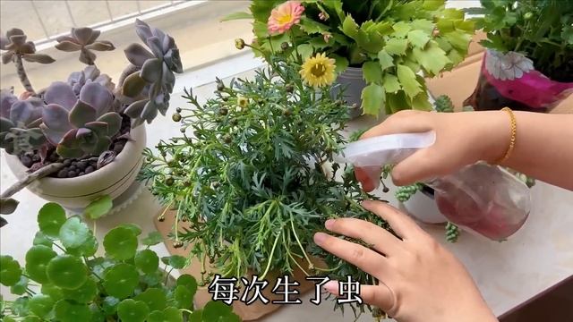 今天才發現，把洋蔥扔進馬桶里，沒想到作用這麼厲害，解決了很多家庭的煩惱， Life Hacks Throwing onions down the toilet,effect,sharp