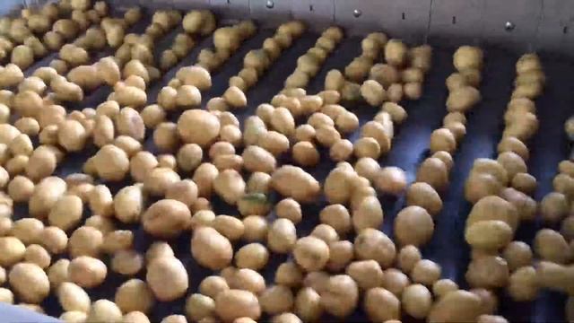 Лучший сорт картофеля Лилли для мойки смотреть онлайн