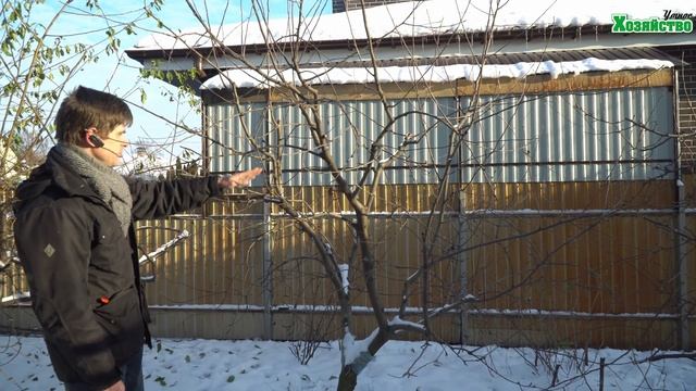 Самое важное при обрезке карликовой яблони!