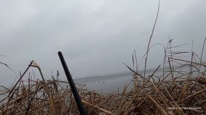 Утиная охота 2023. Закрытие сезона. Классическая охота с чучелами.