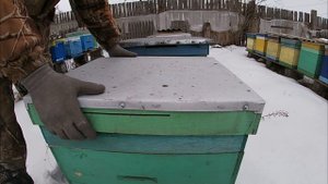 Голодные пчелы. Состояние семей на январь 2022. #зимовка 2022.