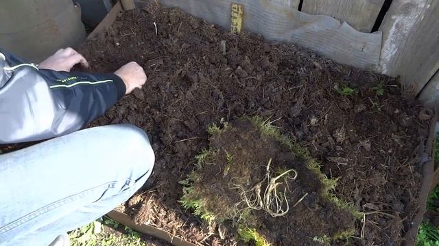 КАК ВЫРАСТИТЬ ЖЕНЬШЕНЬ ДОМА.Посадка. смотреть онлайн