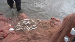 Лов рыбы неводом на Ямале. Seine fishing in Yamal