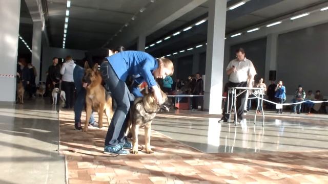 разминка Тумана смотреть онлайн