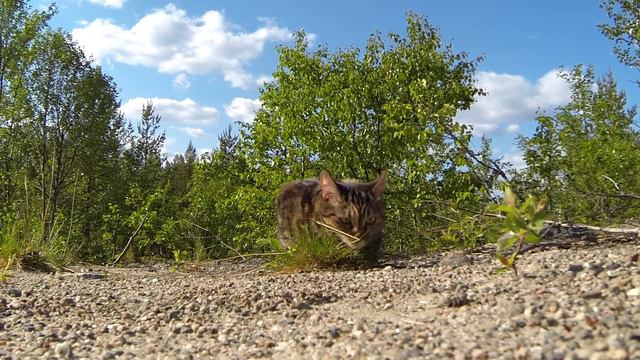Кошка на прогулке