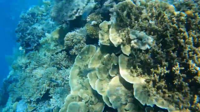 Great Barrier Reef Snorkelling, Cairns. смотреть онлайн