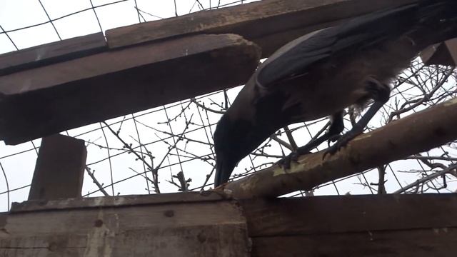 Серая ворона - Лапа. смотреть онлайн