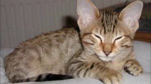 Кошки Канаани - порода из Израиля