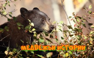 Медвежьи истории