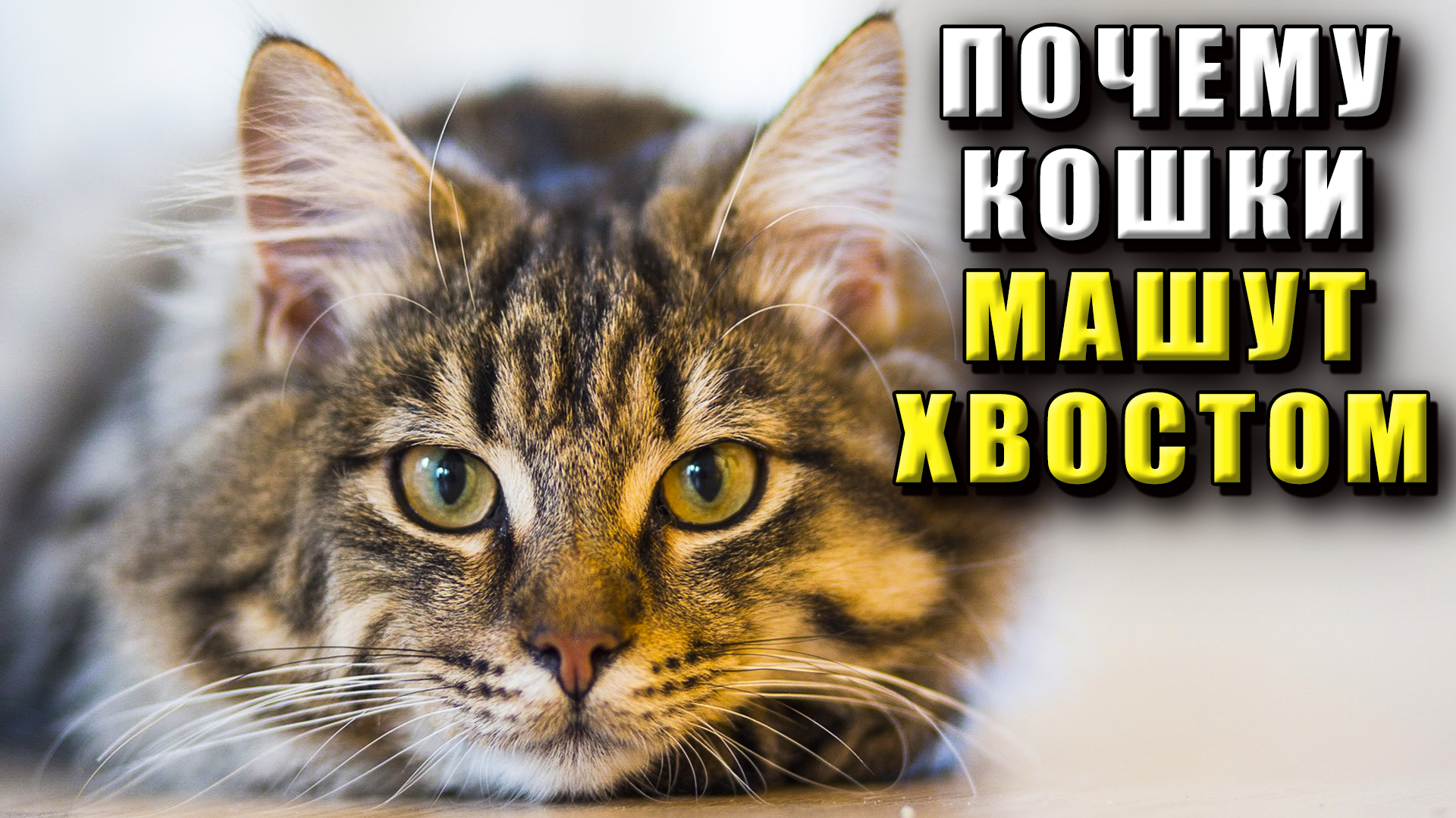 Почему кошки машут хвостом