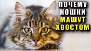 Почему кошки машут хвостом