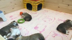 Вельш Корги Пемброк щенки прямая трансляция / Welsh Corgi Pembroke Live Stream