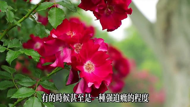 【乐厨怡妈】60歲後堅决離婚的老年夫妻，心里究竟是什麼想法？2位過來人説出了心里話。