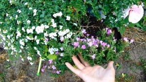 БАКОПА - САЖАТЬ ИЛИ НЕ САЖАТЬ !!!??? ОСТАВЛЯЕМ ИНТЕРЕСНЫЕ СОРТА ,ЧЕРЕНКУЕМ .