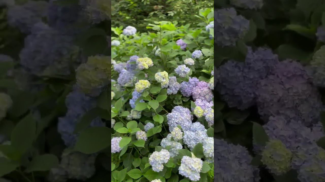 Минутный relax с гортензиями из Акармары