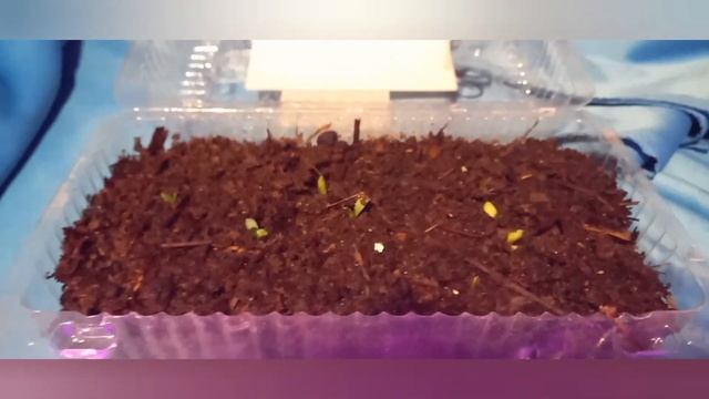 Гайлардия многолетняя из семян.