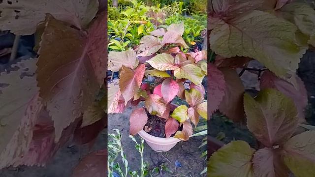 Acalypha Wilkesiana plant