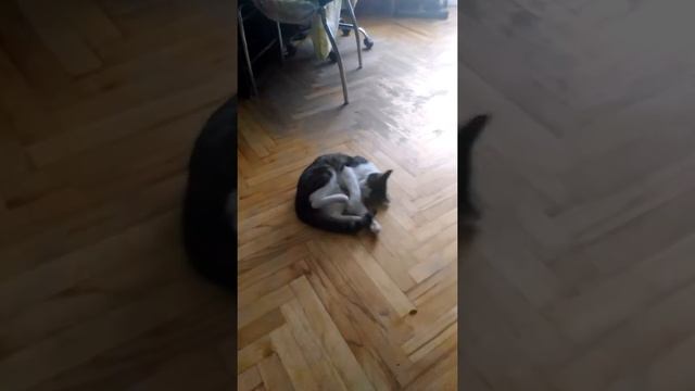 Реакция кота на оливки смотреть онлайн