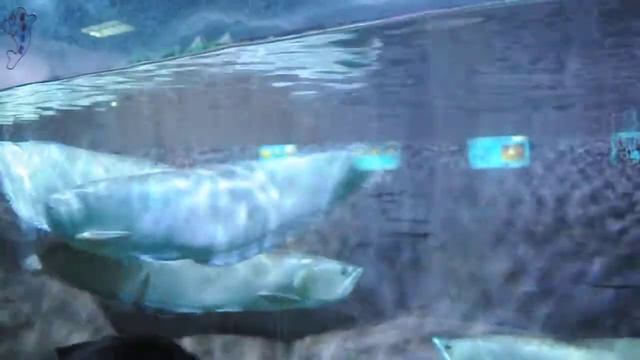 Океанариум в Урумчи смотреть онлайн