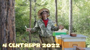 Какая пчела на моей пасеке